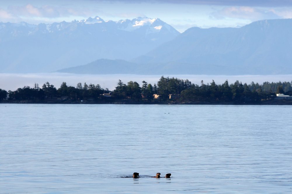 Three otters playing in the water off the coast of Metchosin